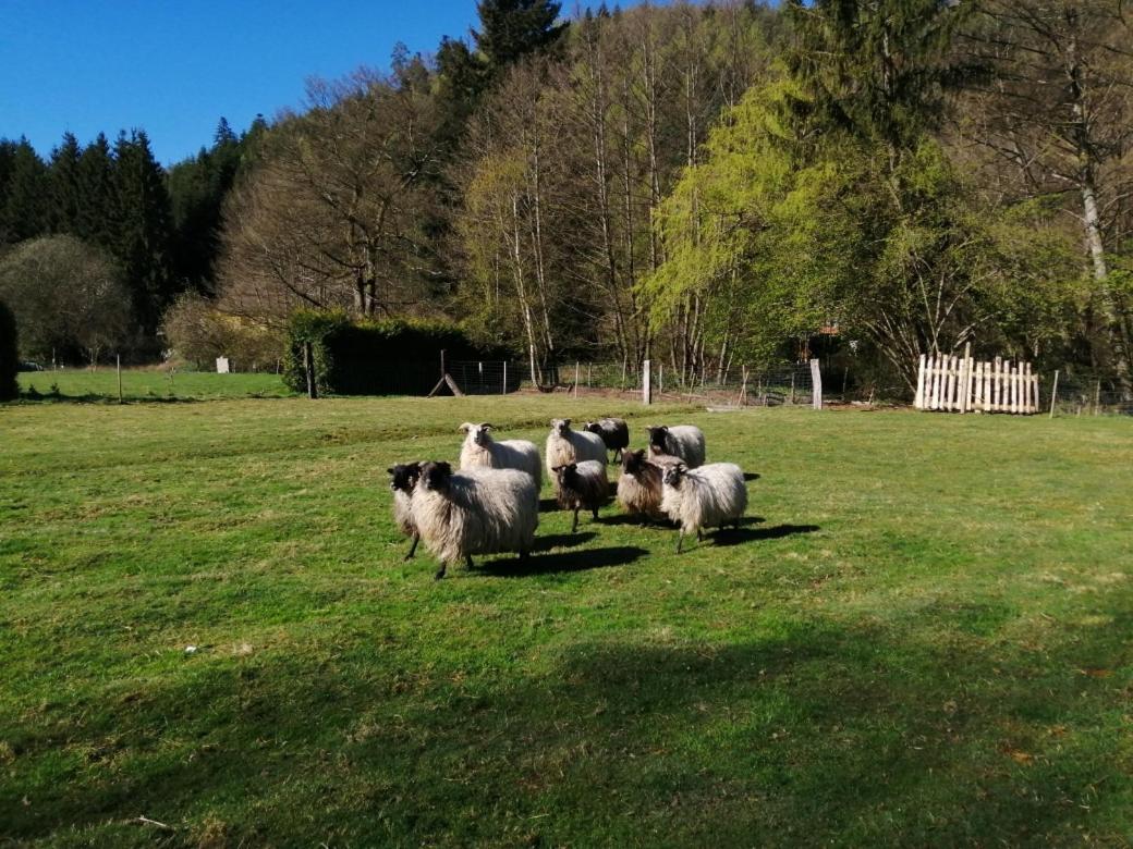 La Gambas Des Bois Vila Saint-Quirin Exterior foto