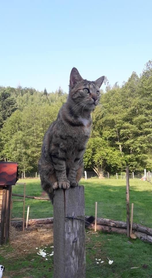 La Gambas Des Bois Vila Saint-Quirin Exterior foto
