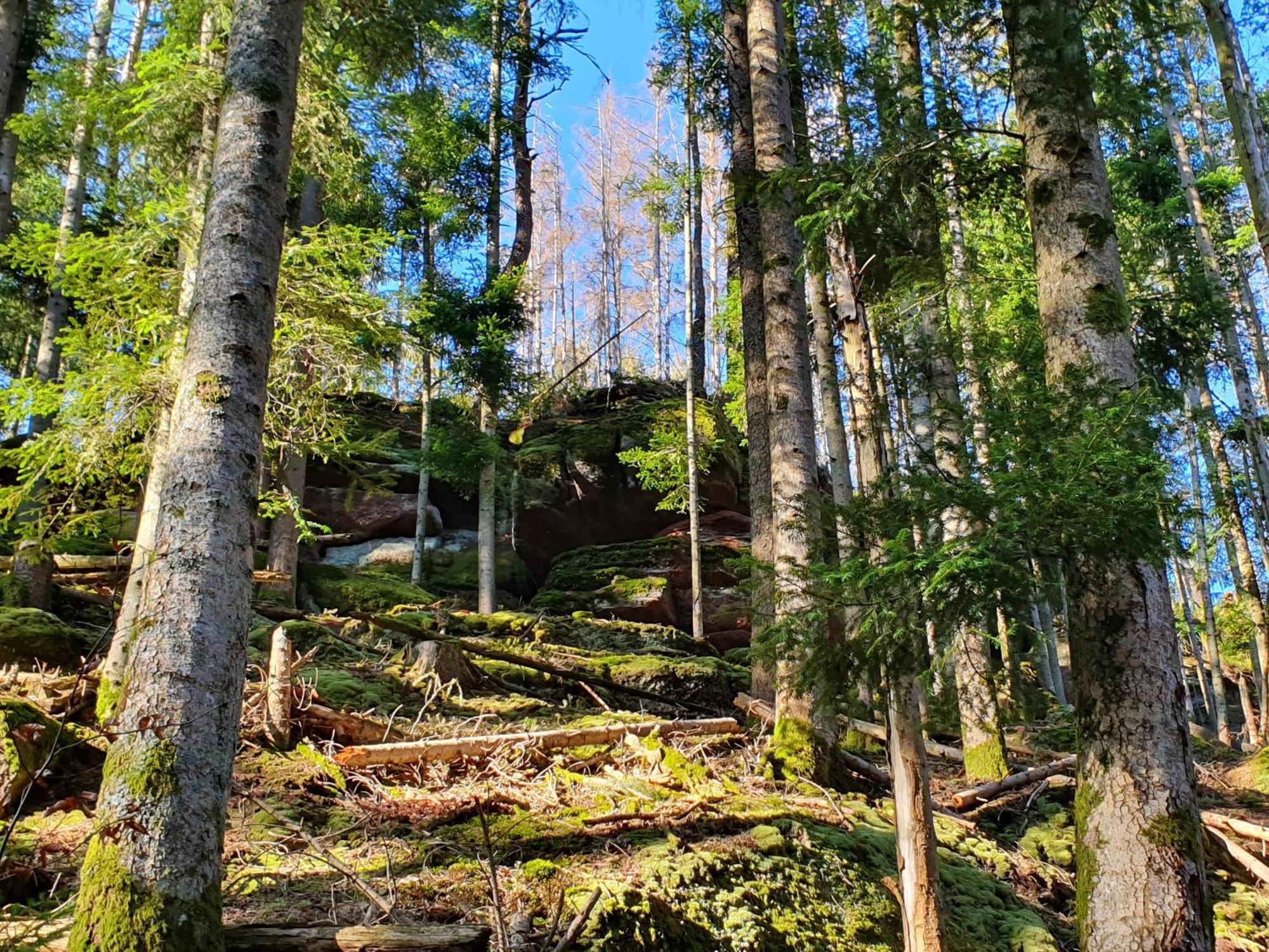 La Gambas Des Bois Vila Saint-Quirin Exterior foto